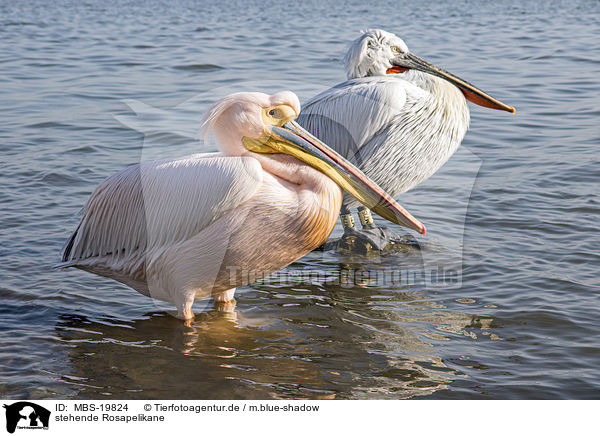 stehende Rosapelikane / standing Great White Pelicans / MBS-19824