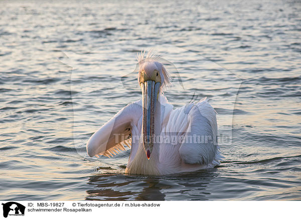 schwimmender Rosapelikan / swimming Great White Pelican / MBS-19827