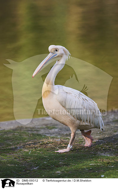 Rosapelikan / great white pelican / DMS-09312