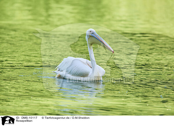 Rosapelikan / great white pelican / DMS-10117