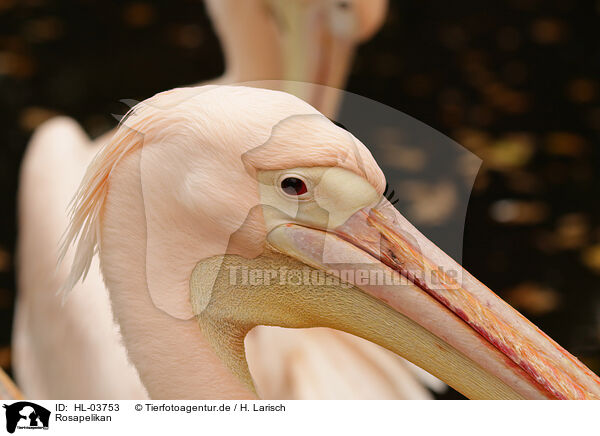 Rosapelikan / eastern great white pelican / HL-03753