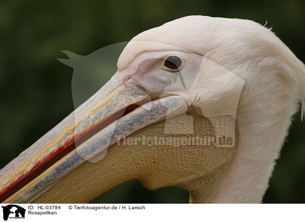 Rosapelikan / eastern great white pelican / HL-03784