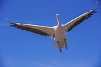 Rosapelikan Vogelpark Marlow