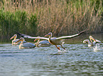 fliegende Rosapelikane