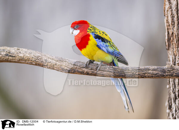 Rosellasittich / Eastern rosella / DMS-12004
