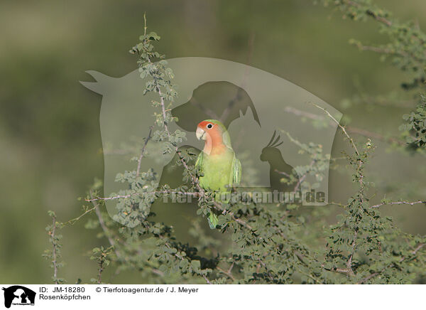 Rosenkpfchen / peach-faced lovebird / JM-18280