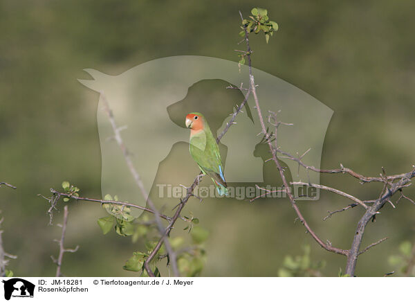 Rosenkpfchen / peach-faced lovebird / JM-18281