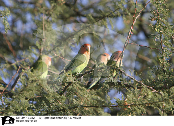 Rosenkpfchen / peach-faced lovebirds / JM-18282