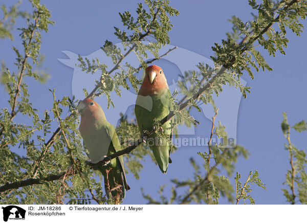 Rosenkpfchen / peach-faced lovebirds / JM-18286