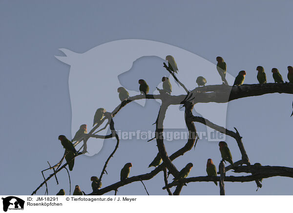 Rosenkpfchen / peach-faced lovebirds / JM-18291