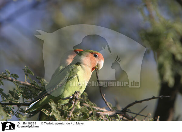 Rosenkpfchen / peach-faced lovebirds / JM-18293