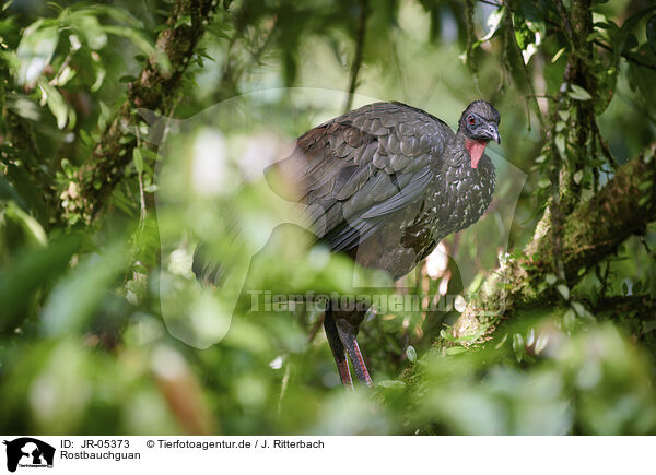 Rostbauchguan / crested guan / JR-05373