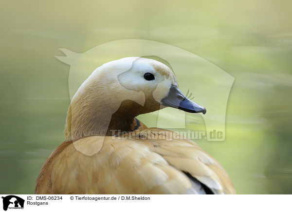 Rostgans / ruddy shelduck / DMS-06234