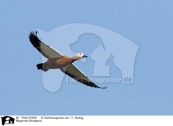 fliegende Rostgans / flying Ruddy Shelduck / THA-07659