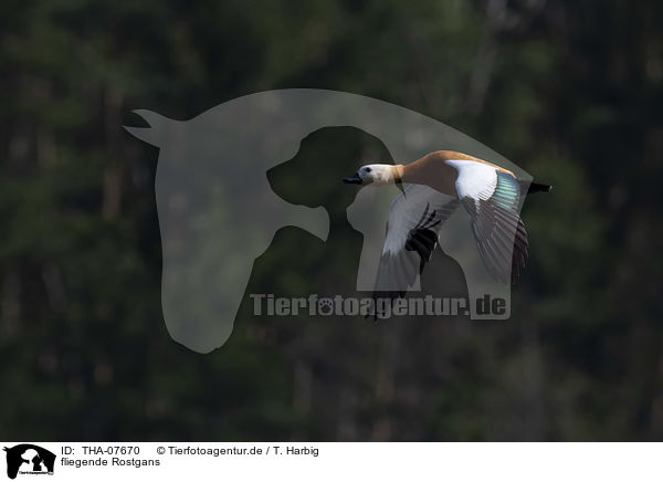 fliegende Rostgans / flying Ruddy Shelduck / THA-07670