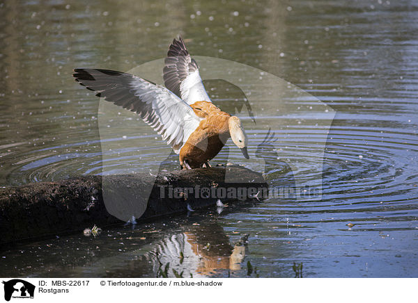 Rostgans / Ruddy Shelduck / MBS-22617