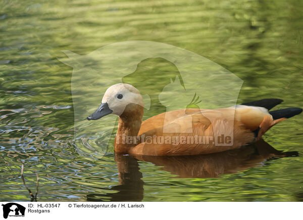 Rostgans / ruddy shelduck / HL-03547