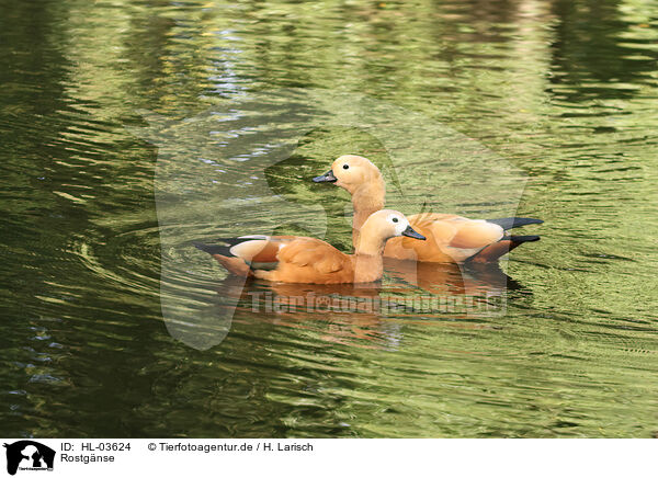 Rostg�nse / ruddy shelducks / HL-03624