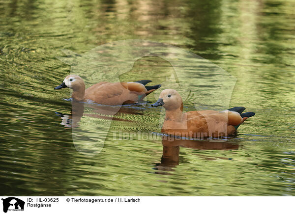 Rostgnse / HL-03625