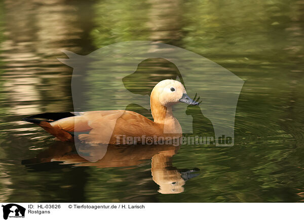 Rostgans / ruddy shelduck / HL-03626