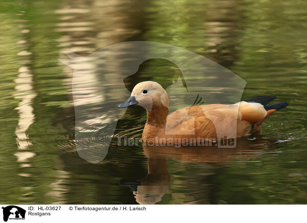 Rostgans / ruddy shelduck / HL-03627