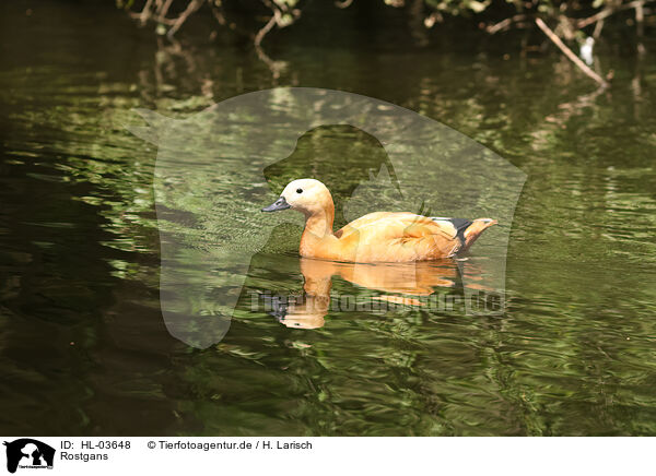 Rostgans / ruddy shelduck / HL-03648