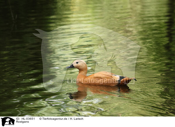 Rostgans / ruddy shelduck / HL-03651