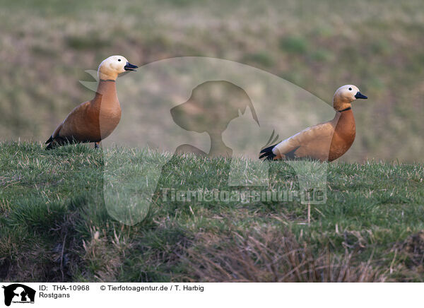 Rostgans / ruddy shelduck / THA-10968