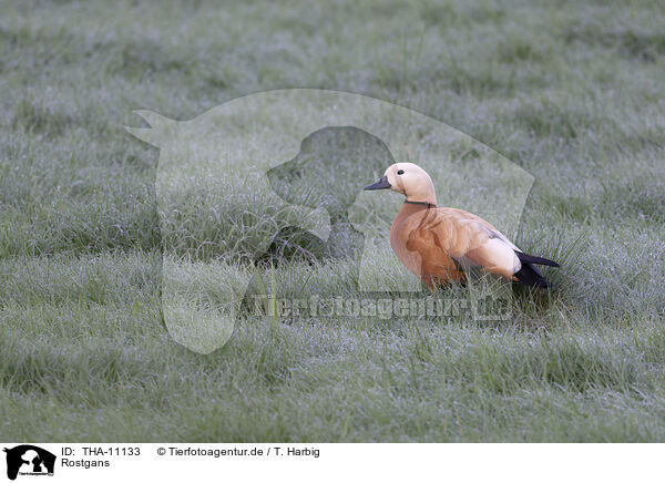 Rostgans / ruddy shelduck / THA-11133