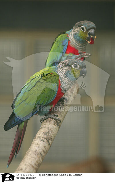Rotbauchsittich / crimson-bellied parakeet / HL-03470