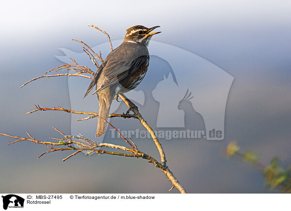 Rotdrossel / redwing / MBS-27495