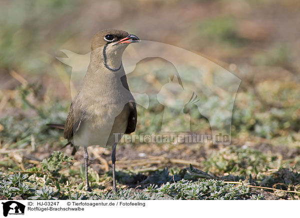 Rotflgel-Brachschwalbe / collared pratincole / HJ-03247