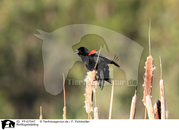 Rotflgelstrling / red-winged blackbird / FF-07547