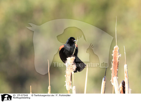Rotflgelstrling / red-winged blackbird / FF-07548