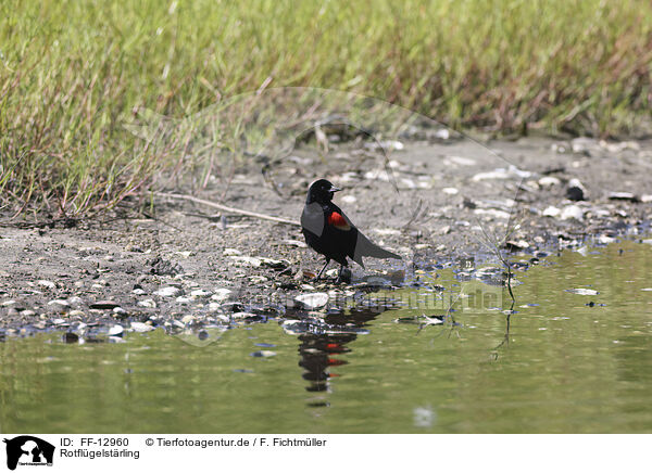 Rotflgelstrling / red-winged blackbird / FF-12960