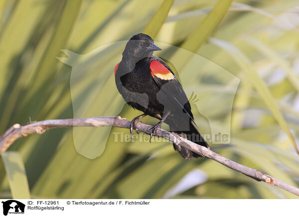 Rotflgelstrling / red-winged blackbird / FF-12961