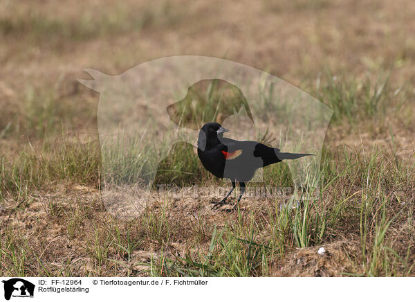 Rotflgelstrling / red-winged blackbird / FF-12964