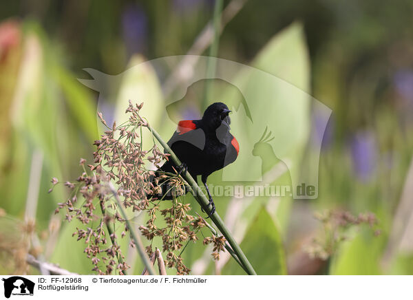 Rotflgelstrling / red-winged blackbird / FF-12968