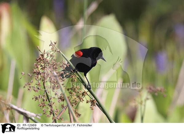 Rotflgelstrling / red-winged blackbird / FF-12969