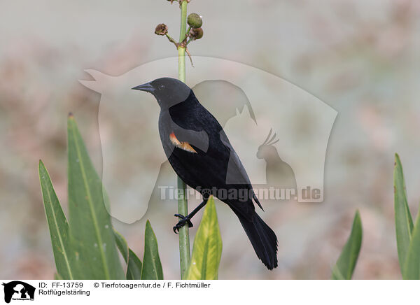 Rotflgelstrling / red-winged blackbird / FF-13759