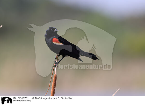 Rotflgelstrling / red-winged blackbird / FF-13761