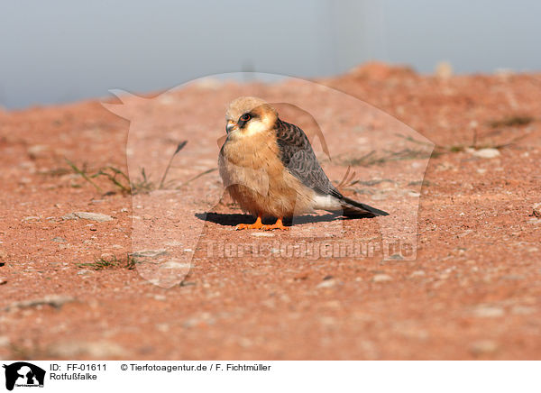 Rotfufalke / red-footed falcon / FF-01611