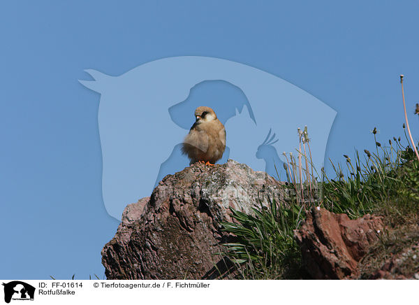 Rotfufalke / red-footed falcon / FF-01614