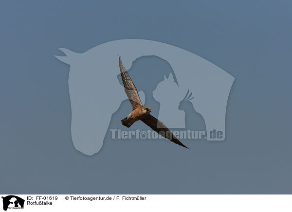 Rotfufalke / red-footed falcon / FF-01619