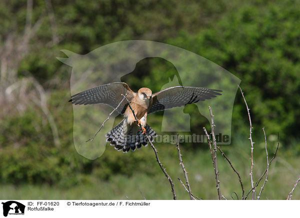 Rotfufalke / red-footed falcon / FF-01620