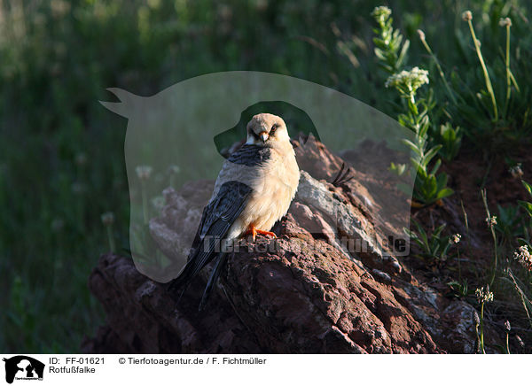 Rotfufalke / red-footed falcon / FF-01621