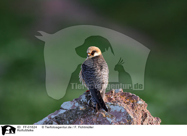Rotfufalke / red-footed falcon / FF-01624