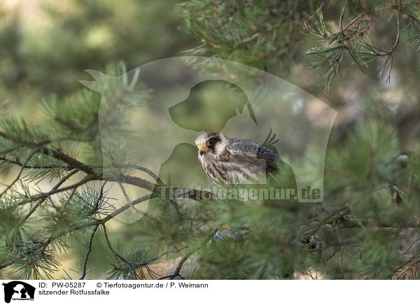 sitzender Rotfussfalke / PW-05287
