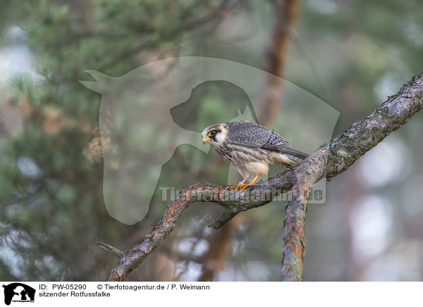sitzender Rotfussfalke / PW-05290