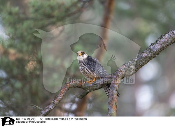 sitzender Rotfussfalke / PW-05291